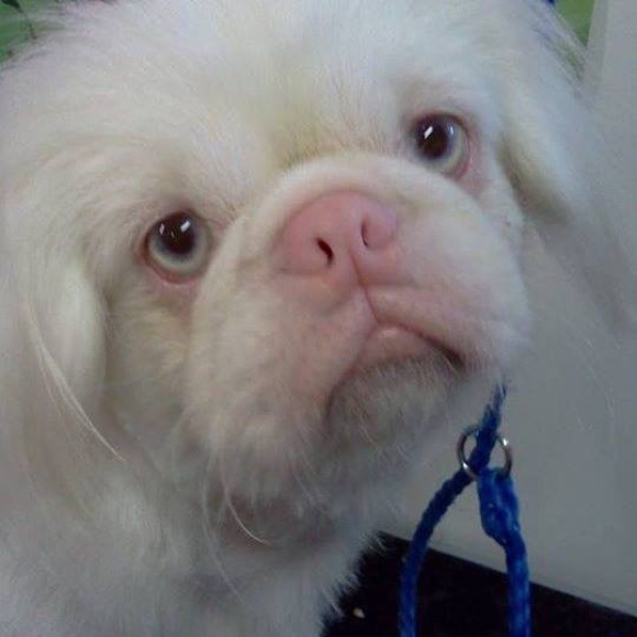 Meet your Posher, Robin - Picture 2 of 2